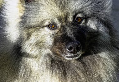 Keeshondis orta boylu, pelüş, iki katmanlı gümüş ve siyah kürklü, fırfırlı ve kıvrık kuyruklu bir köpek.