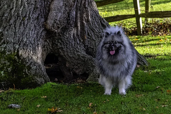 Keeshondis Perro Tamaño Mediano Con Una Peluche Capa Dos Capas —  Fotos de Stock