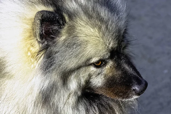 Keeshondis Perro Tamaño Mediano Con Una Peluche Capa Dos Capas —  Fotos de Stock