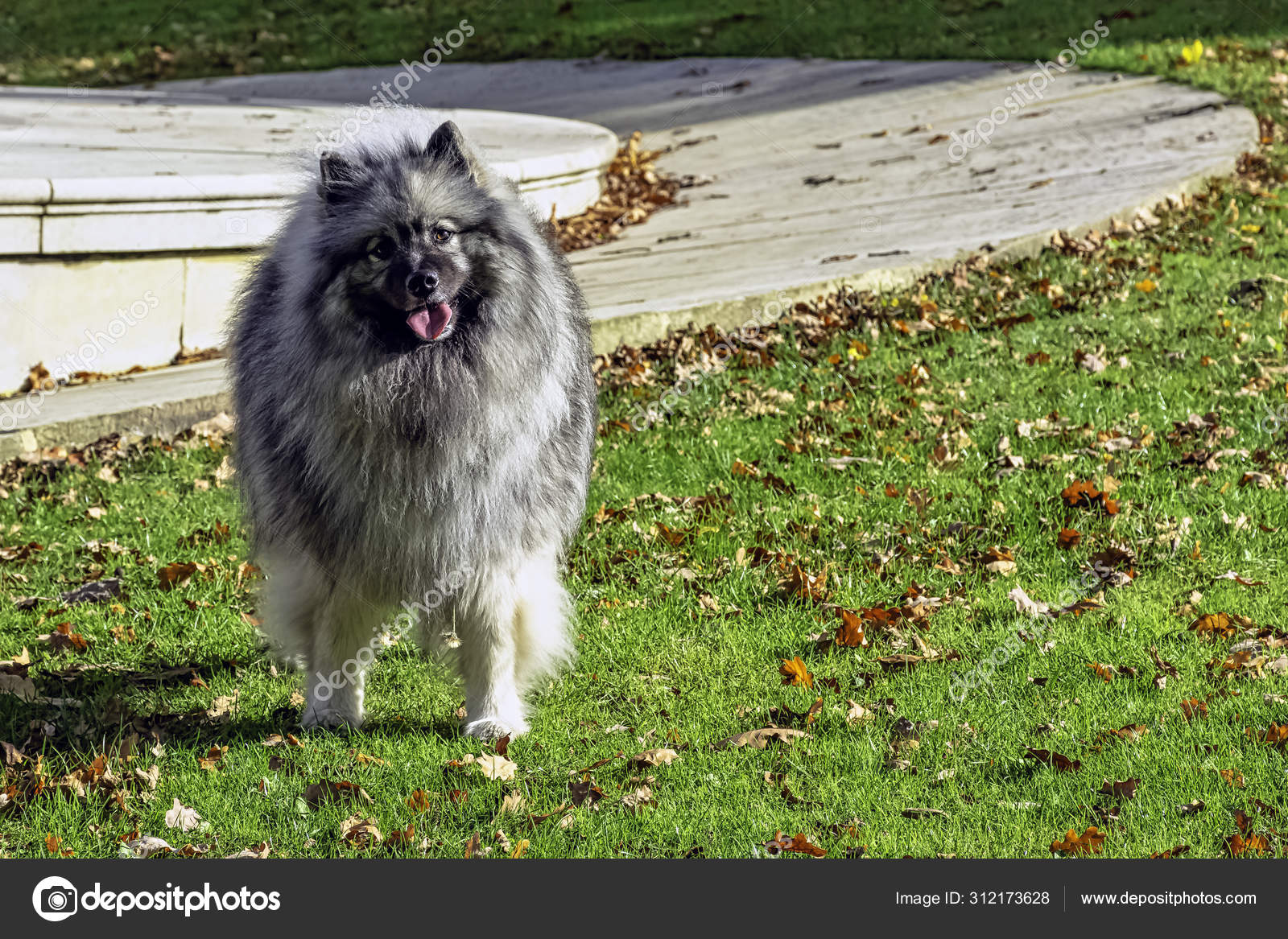 keeshond plush
