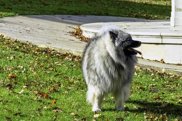 キーズモンド キーズモンド 中くらいの大きさの犬で 光沢のある2層の銀と黒の毛皮のコートで ラフとカールした尾を持つ — ストック写真