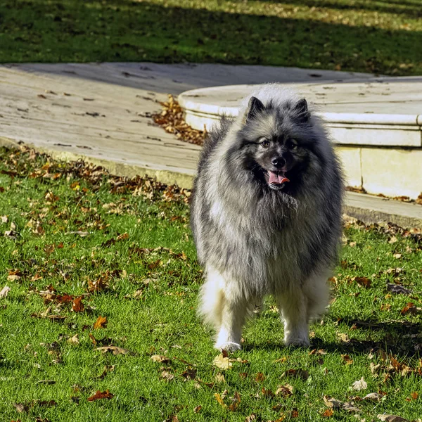 Keeshond Perro Tamaño Mediano Con Una Capa Felpa Dos Capas — Foto de Stock