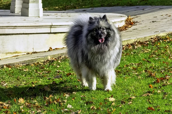 キーズモンド キーズモンド 中くらいの大きさの犬で 光沢のある2層の銀と黒の毛皮のコートで ラフとカールした尾を持つ — ストック写真