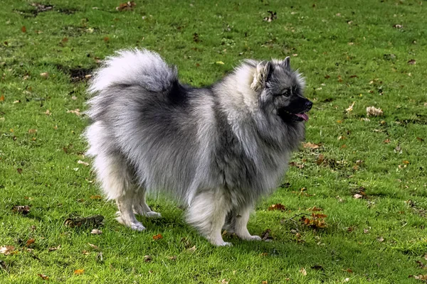 Keeshond Perro Tamaño Mediano Con Una Capa Felpa Dos Capas — Foto de Stock