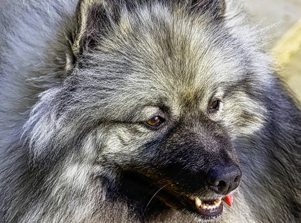 Keeshond Perro Tamaño Mediano Con Una Capa Felpa Dos Capas —  Fotos de Stock