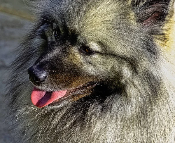 Keeshond Medium Sized Dog Plush Two Layer Coat Silver Black — Stock Photo, Image