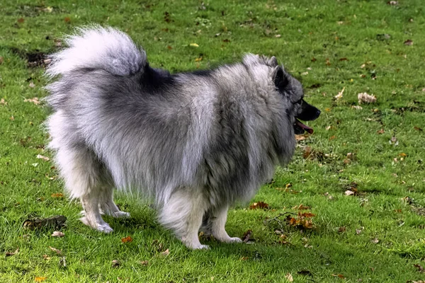 Keeshond Medium Sized Dog Plush Two Layer Coat Silver Black — Stock Photo, Image