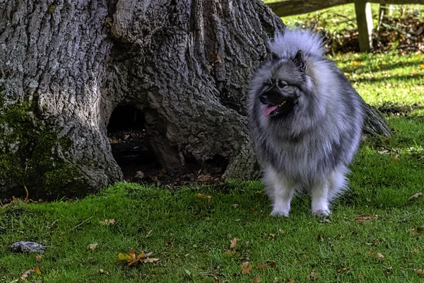 キーズモンド キーズモンド 中くらいの大きさの犬で 光沢のある2層の銀と黒の毛皮のコートで ラフとカールした尾を持つ — ストック写真