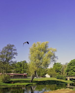 Uçan sakallı akbaba (Gypaetus barbatus), lammergeier akbaba (veya lammergeyer) veya ossifrage olarak da bilinir