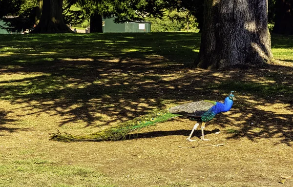 Peacock - male Indian or green peafowl in British Park - Warwick, Warwickshire, United Kingdom