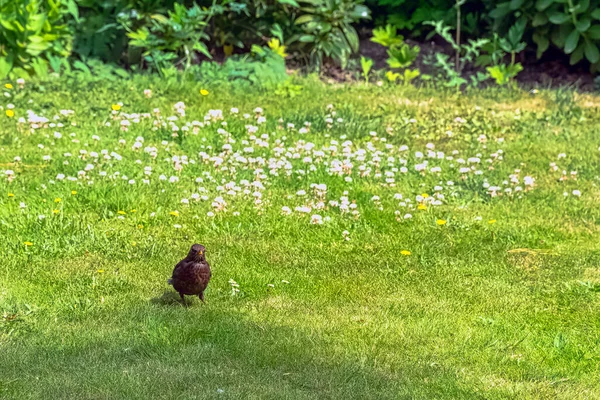 Turdus Merula Known Eurasian Common Blackbird Species True Thrush — Stock Photo, Image