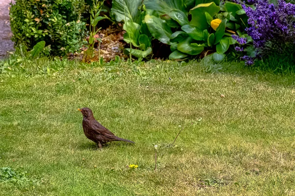 Turdus Merula Known Eurasian Common Blackbird Species True Thrush — Stock Photo, Image