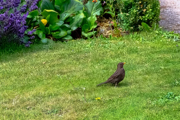 Turdus Merula Known Eurasian Common Blackbird Species True Thrush — Stock Photo, Image