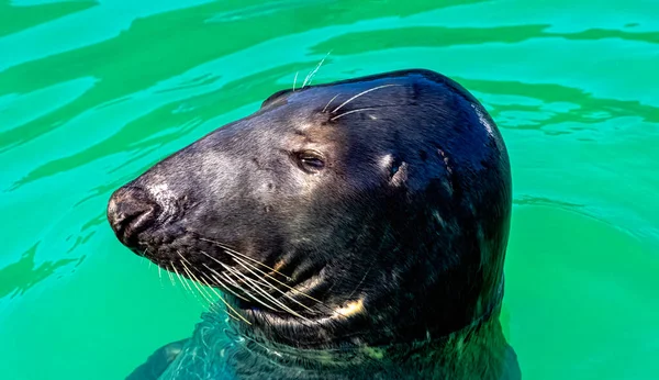 Antarctische Pelsrobben Arctocephalus Gazella Hel Pommeren Polen — Stockfoto