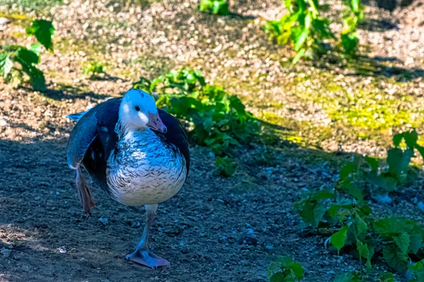 Chloephaga Picta Bekannt Als Hochlandgans Oder Magellangans — Stockfoto