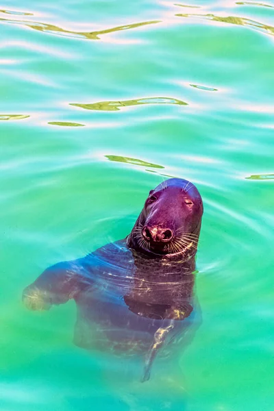 Foca Peletera Antártica Arctocephalus Gazella Hel Pomerania Polonia —  Fotos de Stock