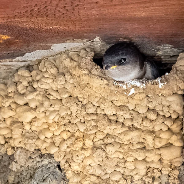 Common house martin (Delichon urbicum), sometimes called the northern house martin - nest with chicks in Choczewo, Pomerania, Poland