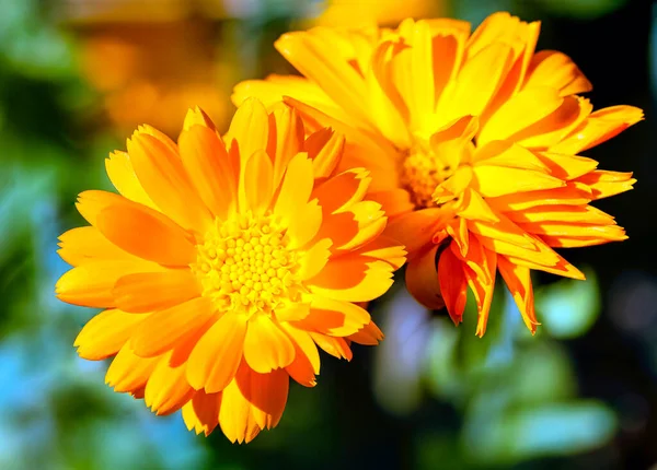 Calendula Officinalis Znany Jako Marigold Garnek Ruddles Wspólne Lub Scotch — Zdjęcie stockowe