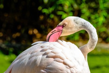 Büyük flamingo (Phoenicopterus roseus) flamingo familyasının en yaygın ve en büyük türüdür.