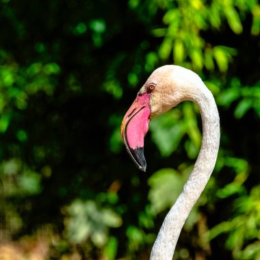 Büyük flamingo (Phoenicopterus roseus) flamingo familyasının en yaygın ve en büyük türüdür.