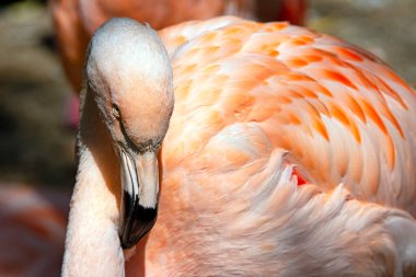 Büyük flamingo (Phoenicopterus roseus) flamingo familyasının en yaygın ve en büyük türüdür.