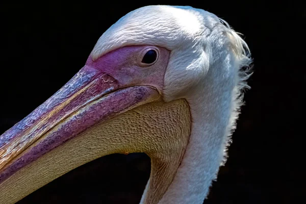 Grand Pélican Blanc Pelecanus Onocrotalus Également Connu Sous Nom Pélican — Photo