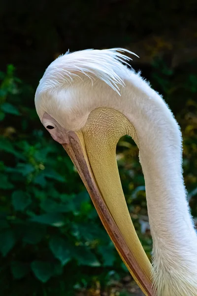 Большой Белый Пеликан Pelecanus Onocrotalus Известный Восточный Белый Розовый Пеликан — стоковое фото