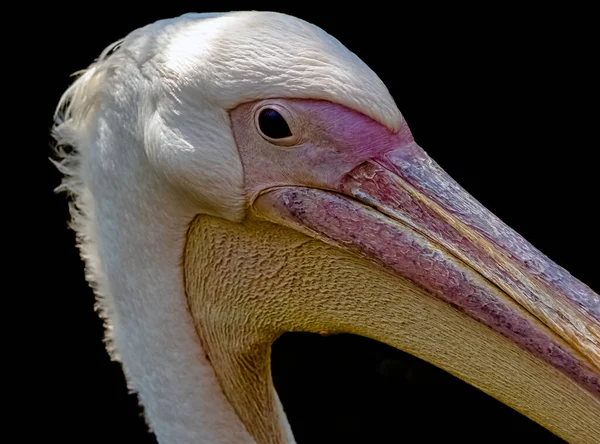Weißpelikan Pelecanus Onocrotalus Auch Als Östlicher Weißer Oder Rosiger Pelikan — Stockfoto