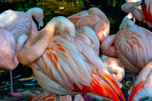 Större Flamingo Phoenicopterus Roseus Den Mest Utbredda Och Största Arten — Stockfoto
