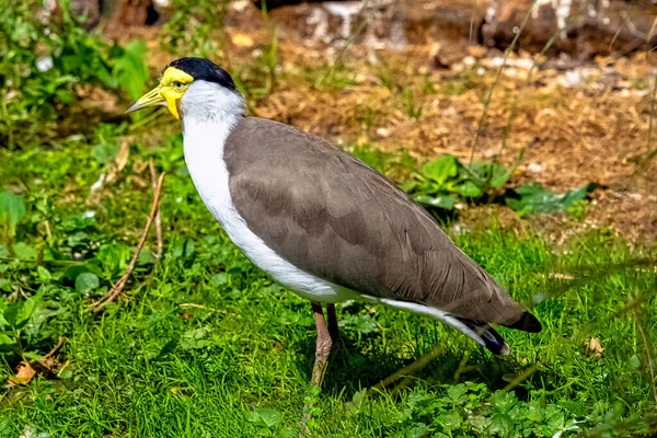 Vanellus Miles Known Masked Lapwing Masked Spur Winged Plover Large — Stock Photo, Image