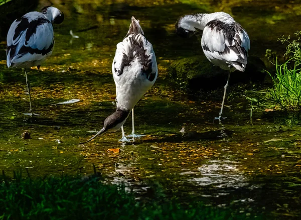 Pied Avocet Recurrent Virostra Avosetta 黑色和白色的大型水獭 — 图库照片