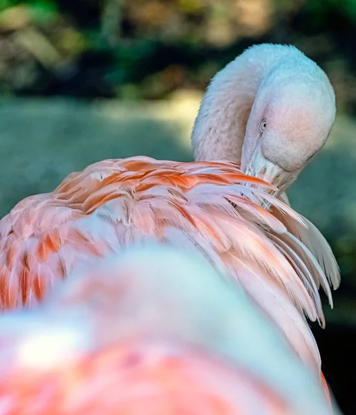 Greater Flamingo Phoenicopterus Roseus Most Widespread Largest Species Flamingo Family — Stock Photo, Image