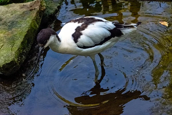 Pied Avocet Recurvirostra Avosetta Large Black White Wader — Stock Photo, Image