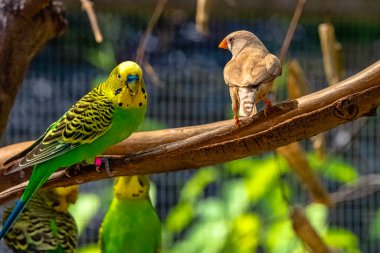 Melopsittacus undulatus budgerigar olarak bilinir ve Taeniopygia guttata Zebra ispinozu olarak bilinir.