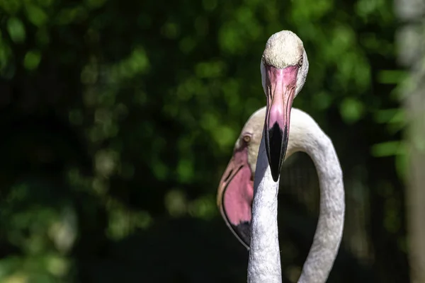 Greater Flamingo Phoenicopterus Roseus Most Widespread Largest Species Flamingo Family — Stock Photo, Image