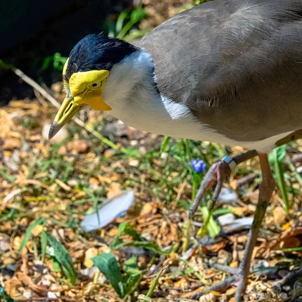 Vanellus Miles Known Masked Lapwing Masked Spur Winged Plover Large — Stock Photo, Image