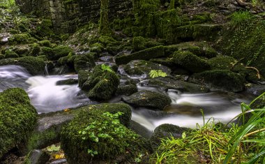 Kennall Vale Doğa Koruma Alanı, Ponsanooth, Cornwall, Birleşik Krallık