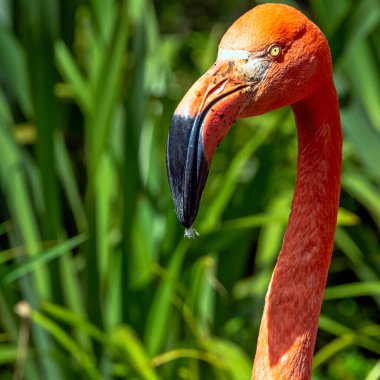 Amerikan ya da Karayip flamingosu olarak bilinen Phoenicopterus ruber - Zapata Yarımadası / Zapata Bataklığı, Küba