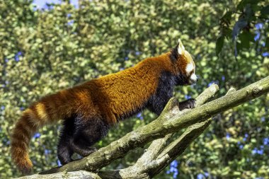 Kırmızı panda (Ailurus fulgens) küçük panda, kırmızı ayı-kedi veya kedi-ayı olarak bilinir.