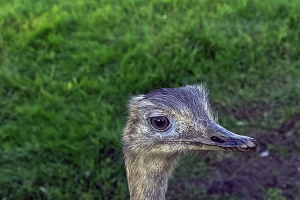 Rhea Bekend Als Nandu Zuid Amerikaanse Struisvogel — Stockfoto