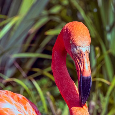 Amerikan ya da Karayip flamingosu olarak bilinen Phoenicopterus ruber - Zapata Yarımadası / Zapata Bataklığı, Küba