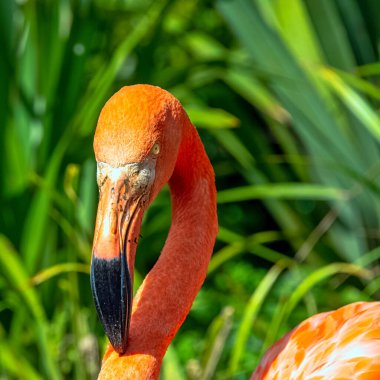Amerikan ya da Karayip flamingosu olarak bilinen Phoenicopterus ruber - Zapata Yarımadası / Zapata Bataklığı, Küba