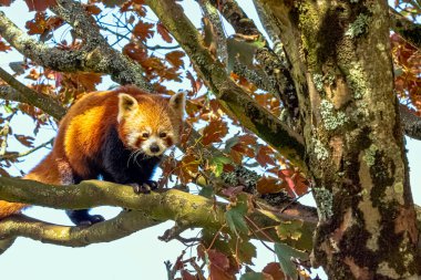 Kırmızı panda (Ailurus fulgens) küçük panda, kırmızı ayı-kedi veya kedi-ayı olarak bilinir.