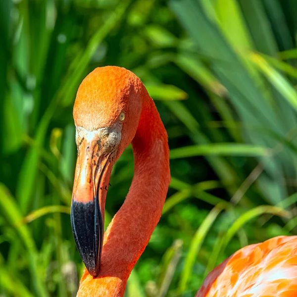 Phoenicopterus Ruber Known American Caribbean Flamingo Peninsula Zapata Zapata Swamp — Stock Photo, Image