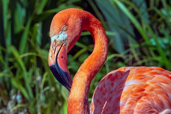 Phoenicopterus Ruber Known American Caribbean Flamingo Peninsula Zapata Zapata Swamp — Stock Photo, Image