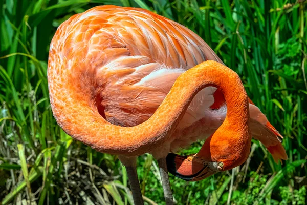 Phoenicopterus Ruber Known American Caribbean Flamingo Peninsula Zapata Zapata Swamp — Fotografia de Stock