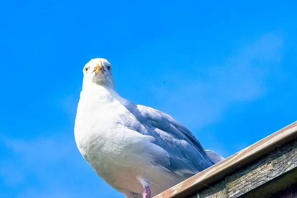 Gaviota Arenque Europea Larus Argentatus —  Fotos de Stock