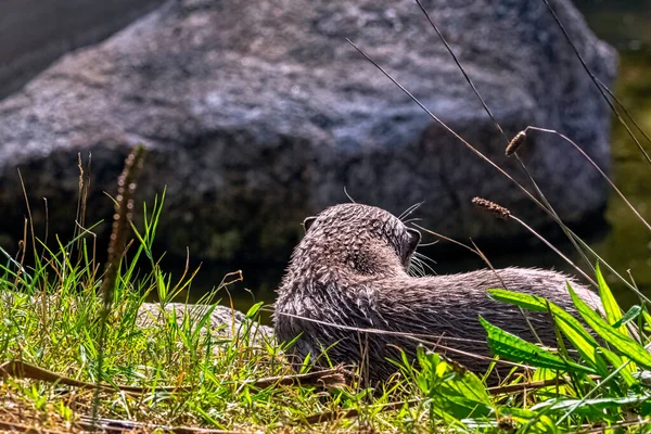 Lutra Lutra Bekannt Als Eurasischer Fluss Europäischer Gemeiner Und Alter — Stockfoto