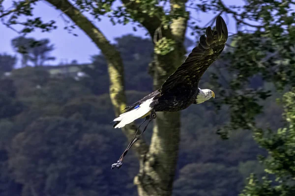 Águila Calva Joven Haliaeetus Leucocephalus También Conocida Como Águila Cabeza —  Fotos de Stock