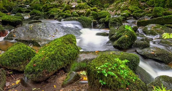 Kennall River Kennall Vale Nature Reserve Ponsanooth Cornwall Reino Unido —  Fotos de Stock